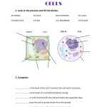 Plant Cell Worksheet Answers intended for Animal Cells Worksheet Answers