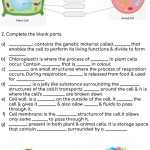 Plant Cell Worksheet Answers Throughout Animal Cells Worksheet Answers