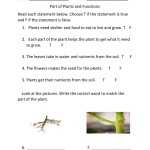 Plant Parts And Function Worksheet In Plant Parts And Functions Worksheet