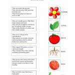Plant Parts And Functions Worksheet Pdf – Function Worksheets Throughout Plant Parts And Functions Worksheet