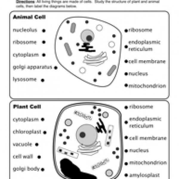 Plant Vs Animal Cell Worksheet with regard to Animal And Plant Cells Worksheet