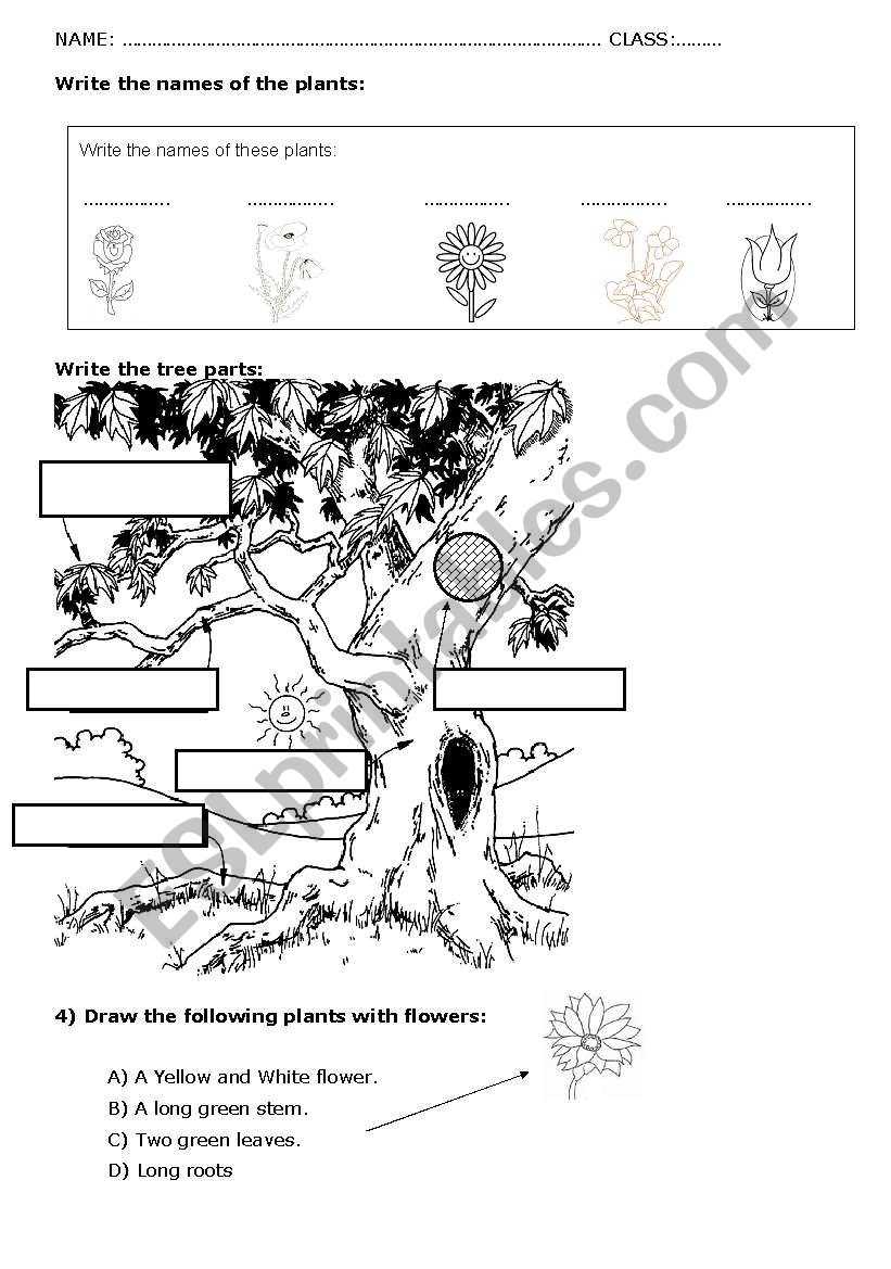 Plants & Tree Parts Activity - Esl Worksheet By Jjaviergarci With Regard To Parts Of A Tree Worksheet
