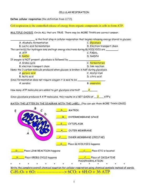 Pogil Answer Key Cellular Respiration : A Identify The Stimulus And within Photosynthesis And Respiration Worksheet Answers