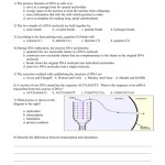 Practice Dna Structure And Replication Worksheet Answers : Inspirational Structure Of Dna And with Dna Replication Worksheet Answers