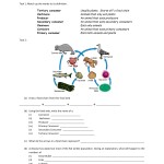 Producer Consumer Decomposer Worksheet In Producers And Consumers Worksheet