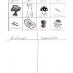 Prokaryote And Eukaryote Sort Worksheet Inside Prokaryotic And Eukaryotic Cells Worksheet