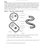 Prokaryotic And Eukaryotic Cells Worksheet Answer Key Flinn Scientific – Escolagersonalvesgui Intended For Prokaryotic And Eukaryotic Cells Worksheet