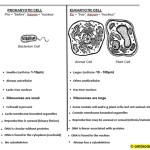 Prokaryotic And Eukaryotic Cells Worksheet Answers In Prokaryotes Vs Eukaryotes Worksheet