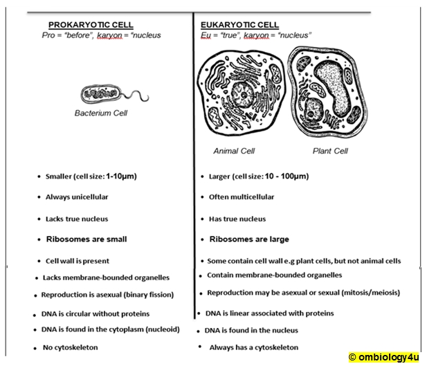 Prokaryotic And Eukaryotic Cells Worksheet Answers In Prokaryotes Vs Eukaryotes Worksheet