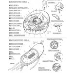 Prokaryotic And Eukaryotic Cells Worksheet For Prokaryotes Bacteria Worksheet Answers