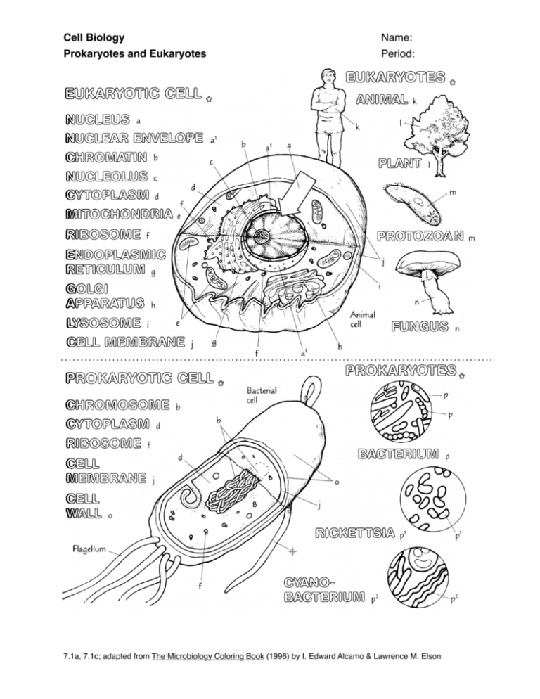 Prokaryotic And Eukaryotic Cells Worksheet For Prokaryotes Bacteria Worksheet Answers