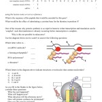 Protein Synthesis Transcription And Translation Worksheet Answers : Transcription And With Regard To Transcription And Translation Worksheet