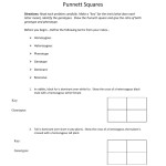 Punnett Square Worksheet 1 With Regard To Punnett Square Practice Problems Worksheet