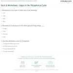 Quiz &amp; Worksheet - Steps In The Phosphorus Cycle | Study in The Carbon Cycle Worksheet Answers