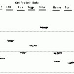 Reading Gel Electrophoresis Worksheet With Regard To Gel Electrophoresis Worksheet Answers
