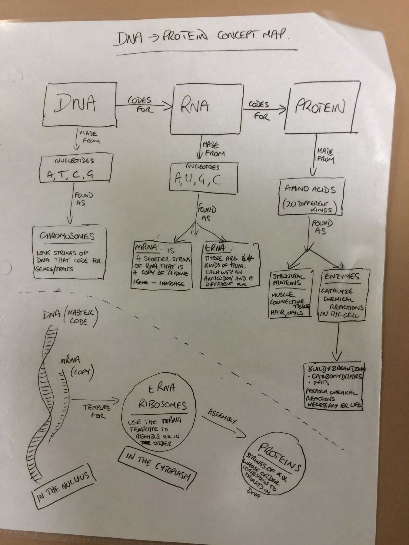 Reconstruction Webquest Answer Key / Key- Pedigree Analysis Worksheet intended for Cartoon Analysis Worksheet Answer Key