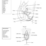 Reproductive System Diagram Female Anatomy Side View Printable Pdf Download For The Female Reproductive System Worksheet