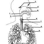 Respiratory System – Hsc Pdhpe Pertaining To The Respiratory System Worksheet