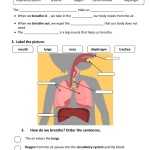 Respiratory System Interactive Activity For 7 Within Respiratory System Worksheet Pdf
