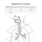 Respiratory System Label Worksheet – Worksheets For Kindergarten Throughout The Respiratory System Worksheet