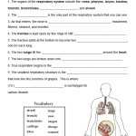 Respiratory System – Structure And Function Vocabulary Quiz For Respiratory System Worksheet Answer Key