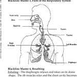 Respiratory System Worksheet Answer Key | Education Template For Respiratory System Worksheet Pdf