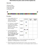 Restriction Enzyme Worksheet Answers — Db Excel Regarding Gel Electrophoresis Worksheet Answers