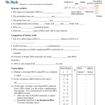 Rna Transcription Worksheet Answers — Db-Excel throughout Dna And Rna Worksheet Answers