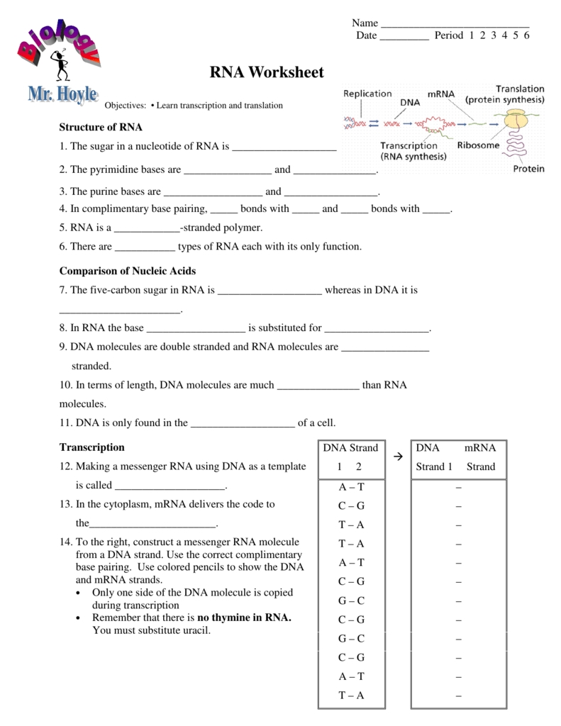 Rna Transcription Worksheet Answers — Db-Excel throughout Dna And Rna Worksheet Answers