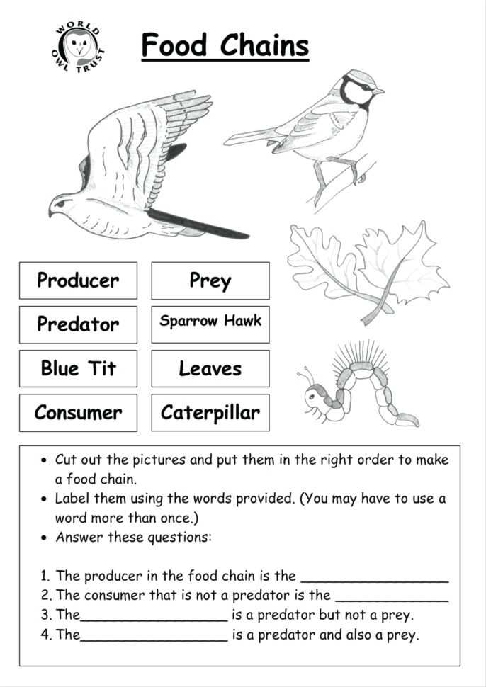 Science Food Chain Worksheets - Cortexcolorco — Db-Excel in Food Web Worksheet Pdf