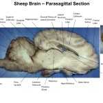 Sheep Brain Diagram Lobes – Diagram Media Inside Sheep Brain Dissection Worksheet