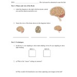 Sheep Brain Dissection Rosedalegrade12Biology — Db Excel Within Sheep Brain Dissection Worksheet