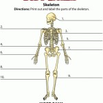 Sinlucrodelanimo: Human Skeleton Worksheet intended for The Skeletal System Worksheet