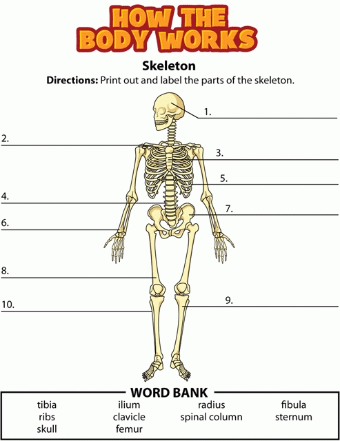 Sinlucrodelanimo: Human Skeleton Worksheet intended for The Skeletal System Worksheet