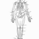 Skeletal System Coloring | Coloring Pages | Skeletal System – Free Inside The Skeletal System Worksheet
