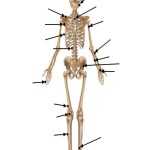 Skeletal System Labeling Worksheet Pdf Inside Skeletal System Labeling Worksheet Pdf