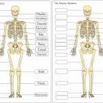 Skeletal System Labeling Worksheet Pdf Within Skeletal System Labeling Worksheet Pdf