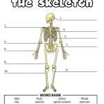 Skeletal System Worksheet For Kids with regard to Skeletal System Worksheet Pdf