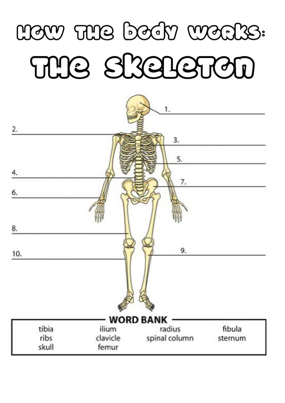 Skeletal System Worksheet For Kids with regard to Skeletal System Worksheet Pdf