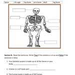 Skeletal System Worksheet Pdf Answers – Doeco Within The Skeletal System Worksheet