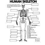 Skeleton Drawing For Kids At Paintingvalley | Explore Collection Of Within The Skeletal System Worksheet