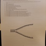 Solved Dna Replication Worksheet Using Pencl. Draw A | Chegg With Dna And Replication Worksheet