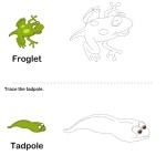Stages Of A Frog Life Cycle For Kids Worksheet – Turtle Diary Within Frogs Life Cycle Worksheet