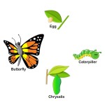 Stages Of Butterfly Life Worksheet - Turtle Diary intended for Butterfly Life Cycle Worksheet 2