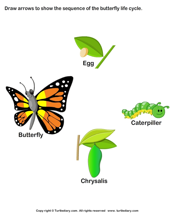 Stages Of Butterfly Life Worksheet - Turtle Diary intended for Butterfly Life Cycle Worksheet 2