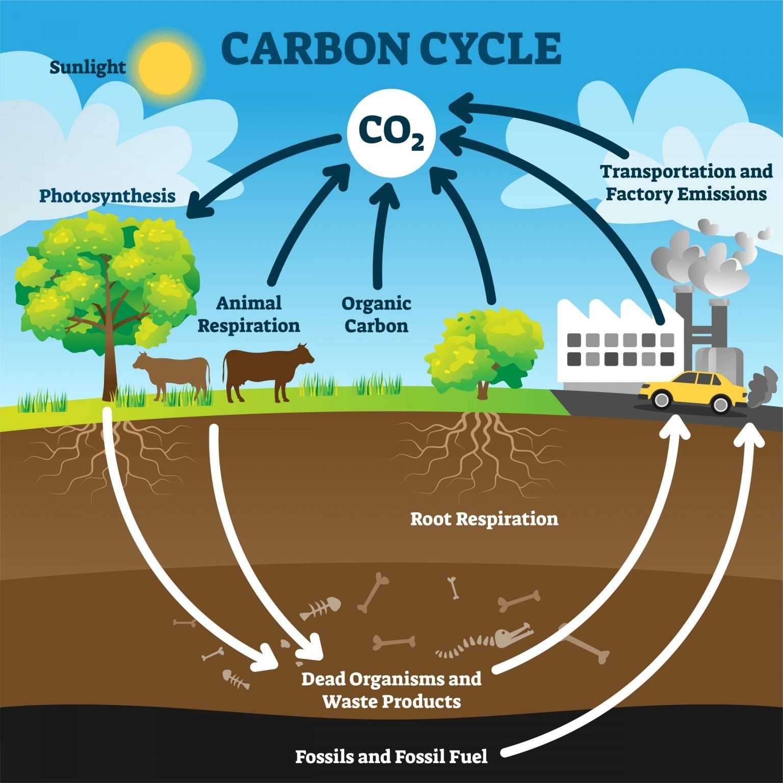 Systems Thinking And The Carbon Cycle - An Interactive Introduction To Organismal And Molecular Inside Carbon Cycle Diagram Worksheet