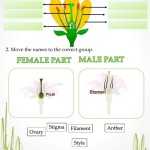 Test About Plants. Worksheet Regarding Plant Parts And Functions Worksheet