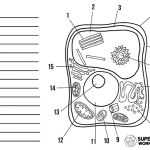 The Best 28 Unlabeled Blank Plant Cell Diagram - Quoteqblanket in Plant Cell Coloring Worksheet