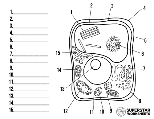 The Best 28 Unlabeled Blank Plant Cell Diagram - Quoteqblanket in Plant Cell Coloring Worksheet
