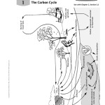 The Carbon Cycle Worksheet Answers — Db Excel For The Carbon Cycle Worksheet Answers